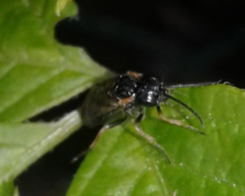 Tenthredinidae da ID